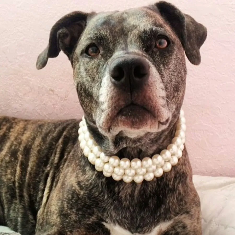 Ivory Triple Strand chunky Pearl Collar