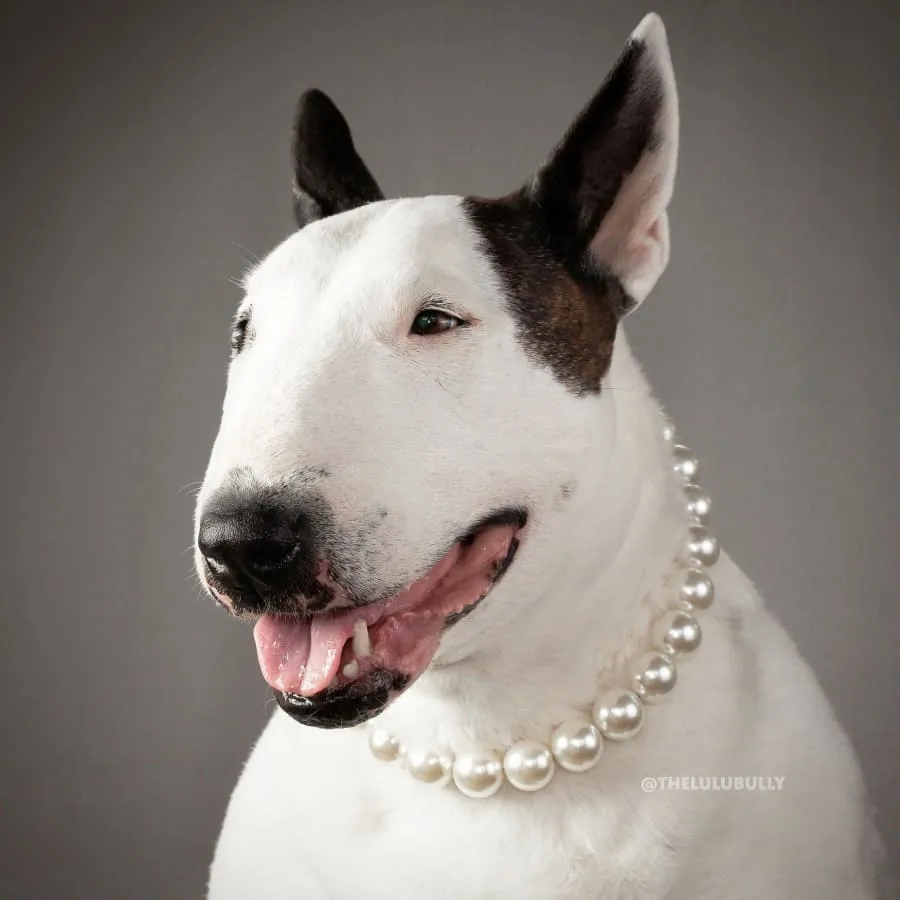 Jumbo Chunky Ivory Pearl Collar