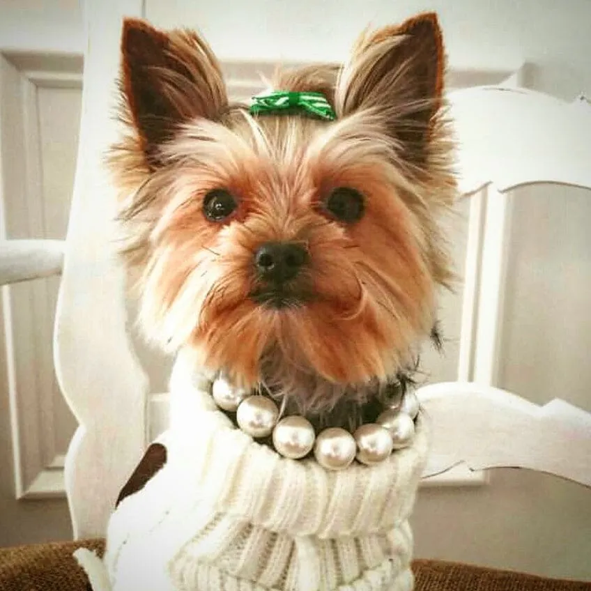 Jumbo Chunky Ivory Pearl Collar